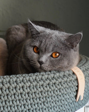 Coco Dog/Cat Bed - Green 