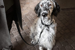 Lussa Leash - Black 