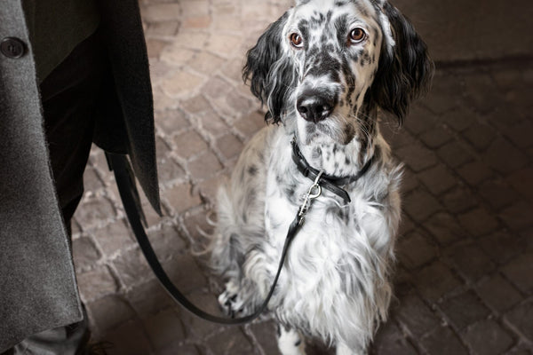 Lussa Leash - Black 